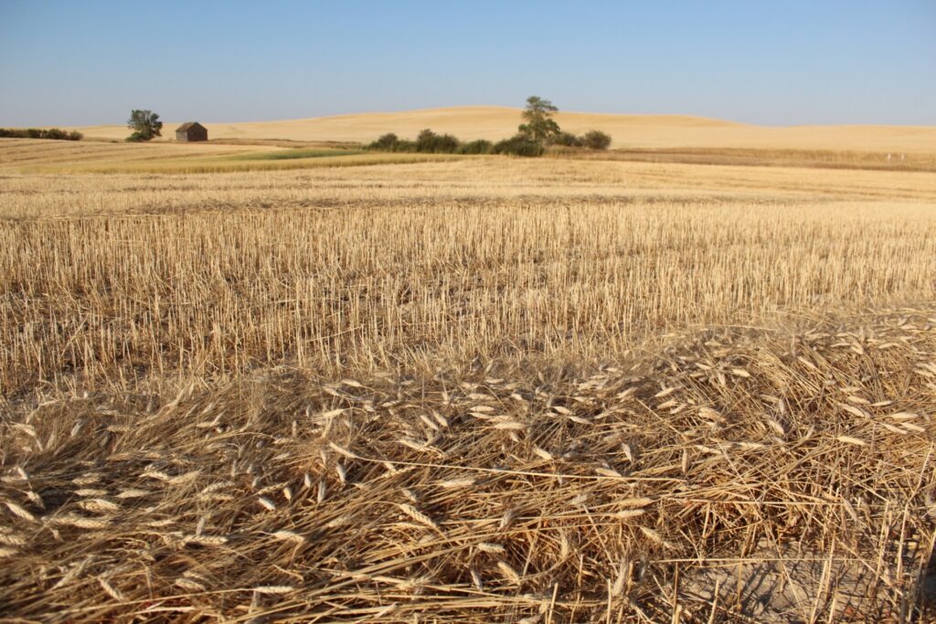 Bone Doug Kamut Swaths