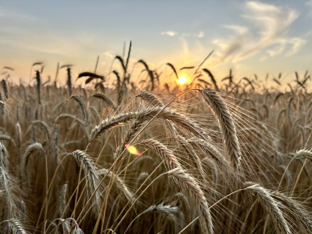 Ten Brummelhuis Fall Rye