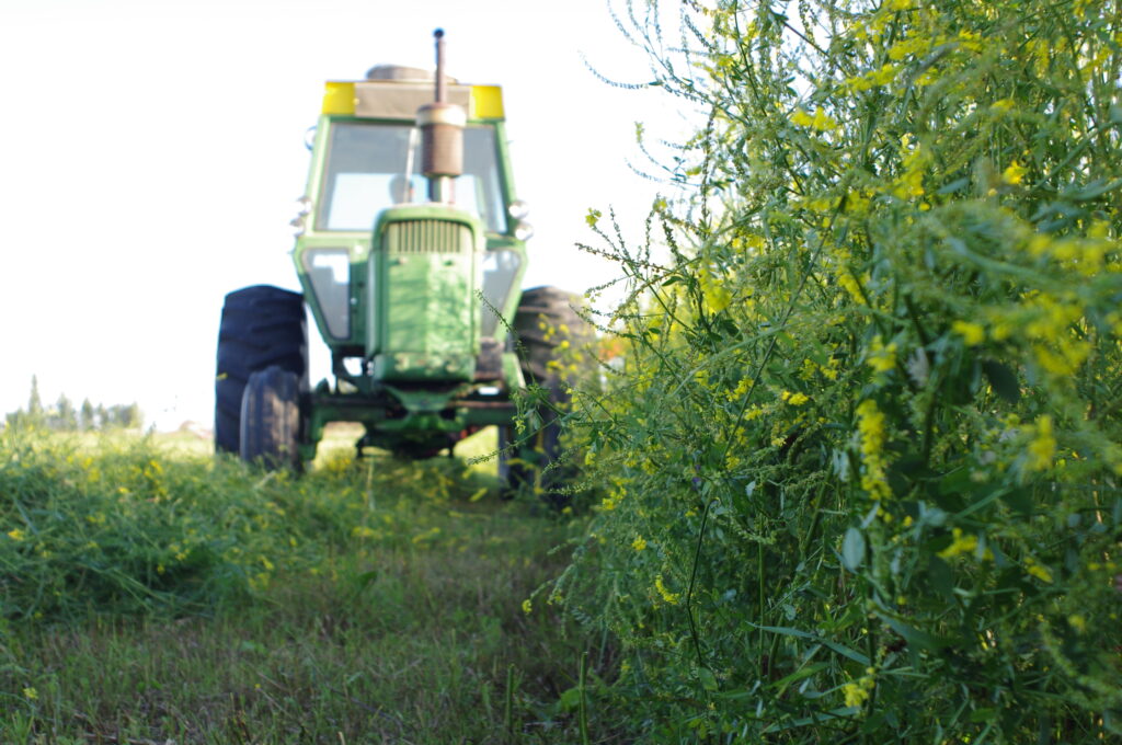 juicy sweetclover